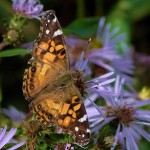 Butterfly-in-Algonquin-Provincial-Park-150x150.jpg