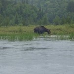 Female-Moose-in-Algonquin-Park-150x150.jpg