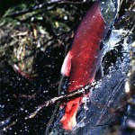 Sockeye-salmon-jumping-over-beaver-dam-Lake-Aleknagik-AK-by-Kristina-Ramstad-1997.-150x150.jpg