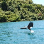 A-fish-eagle-on-Lake-Malawi-in-Malawi-150x150.jpg