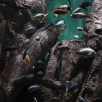 A-sampling-of-aquarium-fish-from-Lake-Malawi-in-Africa-150x150.jpg