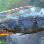 Adult-male-livingstonii-150x150.gif