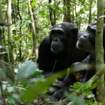 11-5-2011-Kibale-National-Park-Uganda-129-150x150.jpg