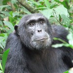 Chimp-at-Kibale-National-Park-Uganda-150x150.jpg