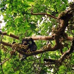 Chimpanzee-eating-figs-in-Kibale-National-Park-Photograph-taken-27-March-2004-150x150.jpg