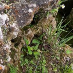 moss-and-grasses-on-karstic-limestone-surface.-Alvar-on-Kelleys-Island-Ohio-in-Lake-Erie-150x150.jpg