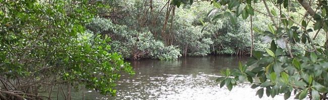 Mangrove-trees-bordering-a-tidal-estuary-in-Everglades-National-Park-800x198.jpg