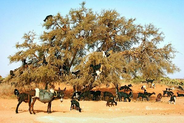 goats-argan-trees-62.jpg