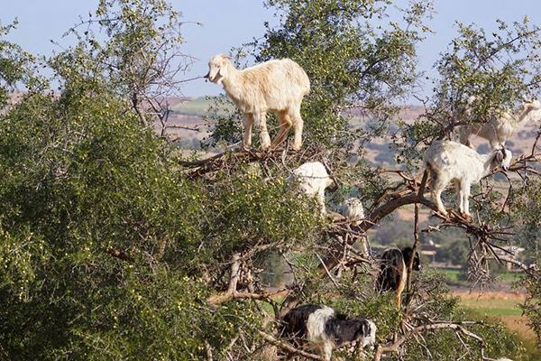 goats-argan-trees-22.jpg