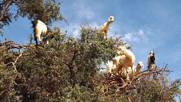 goats-argan-trees-42.jpg