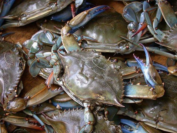 800px-Blue_crab_on_market_in_Piraeus_-_Callinectes_sapidus_Rathbun_20020819-317-620x465.jpg