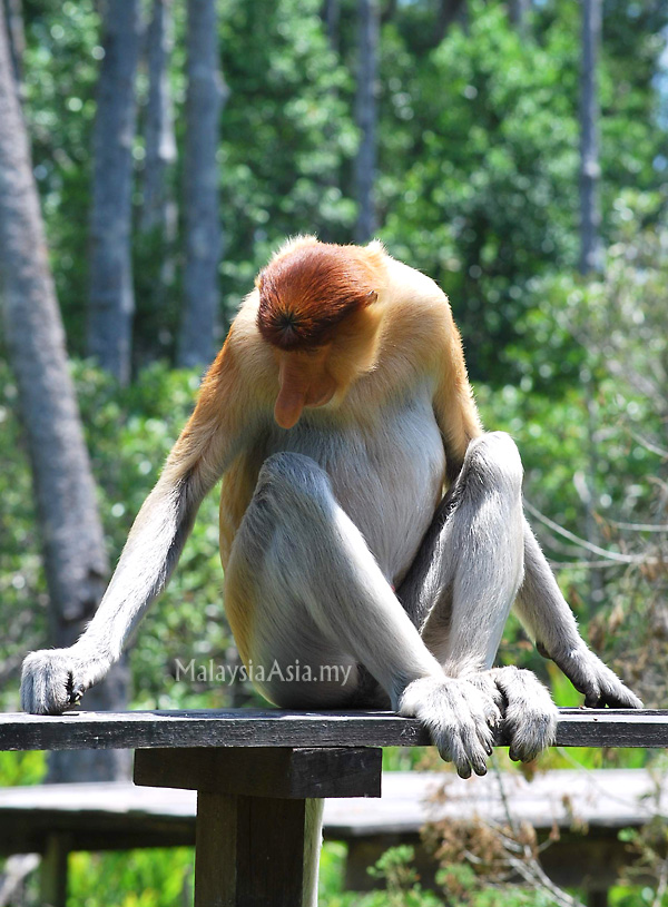 proboscis-monkey-sabah-borneo.jpg