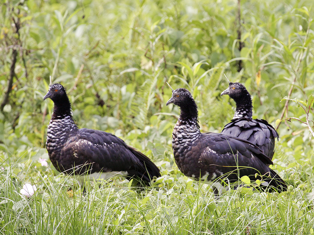 Wildlife_Center,_Manu_National_Park,_Peru_-three-8.jpg