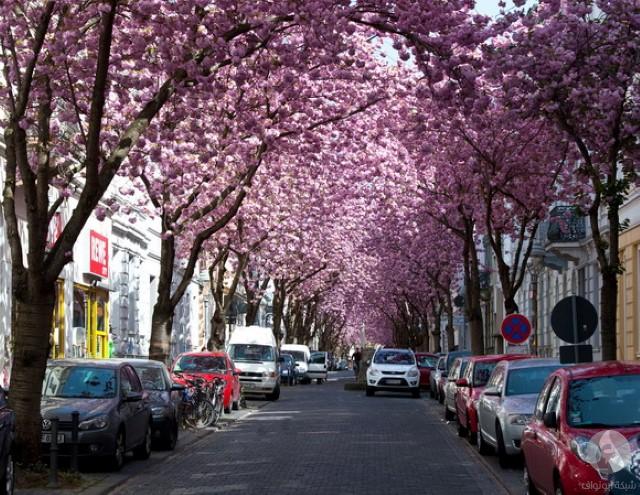 شارع أزهار الكرز في بون ألمانيا منتدي المسافرون العرب