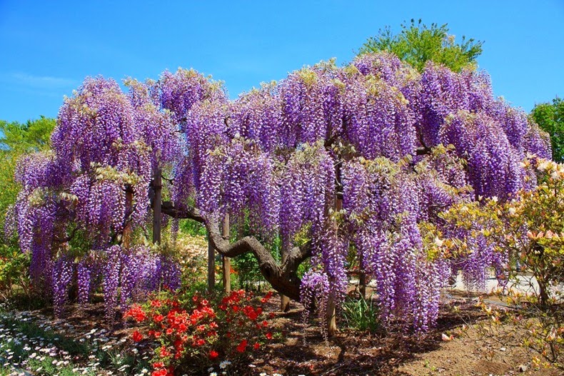 ashikaga-flower-park-7%255B2%255D.jpg