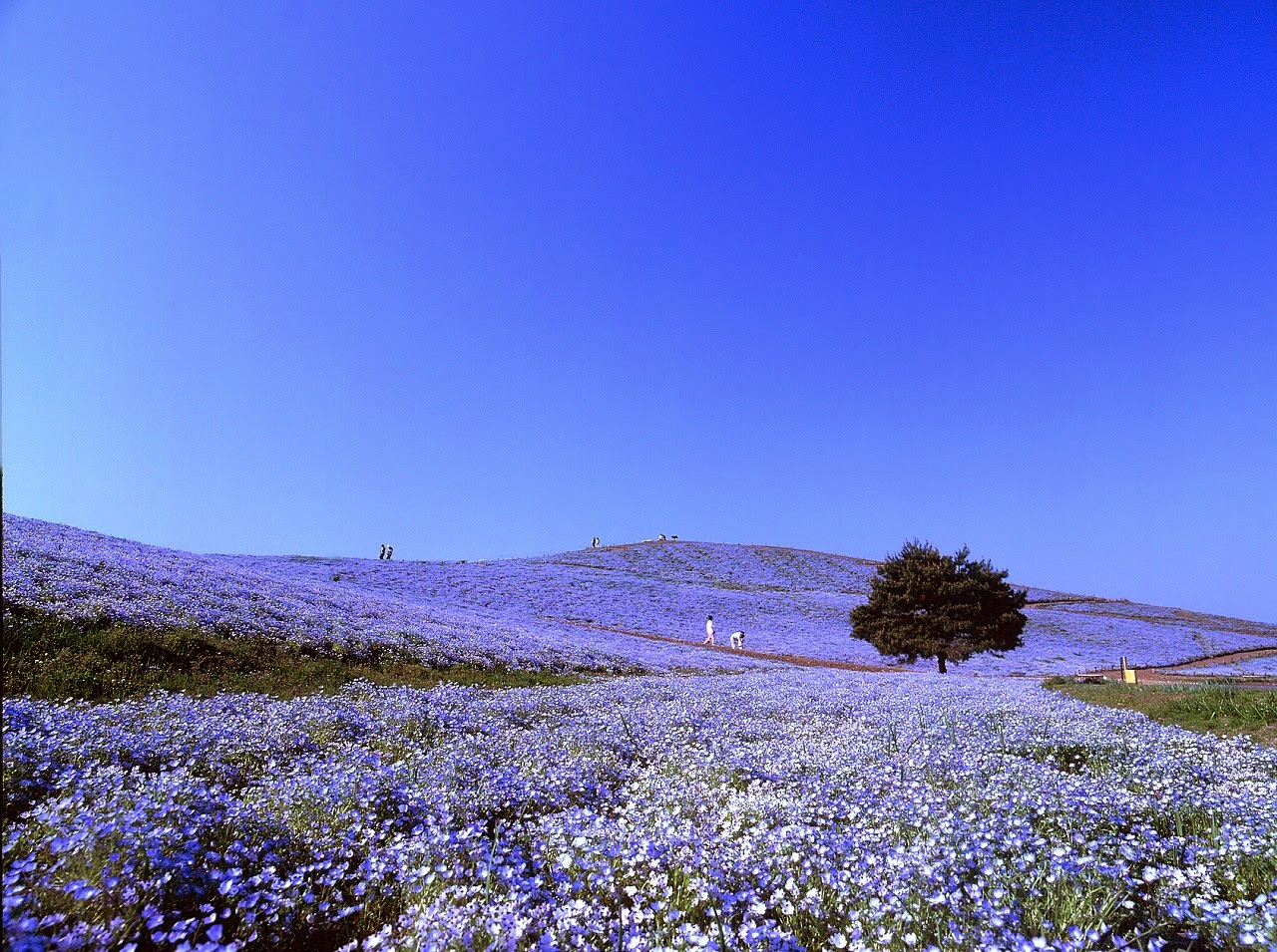 hitachi-seaside-park-nemophila.jpg