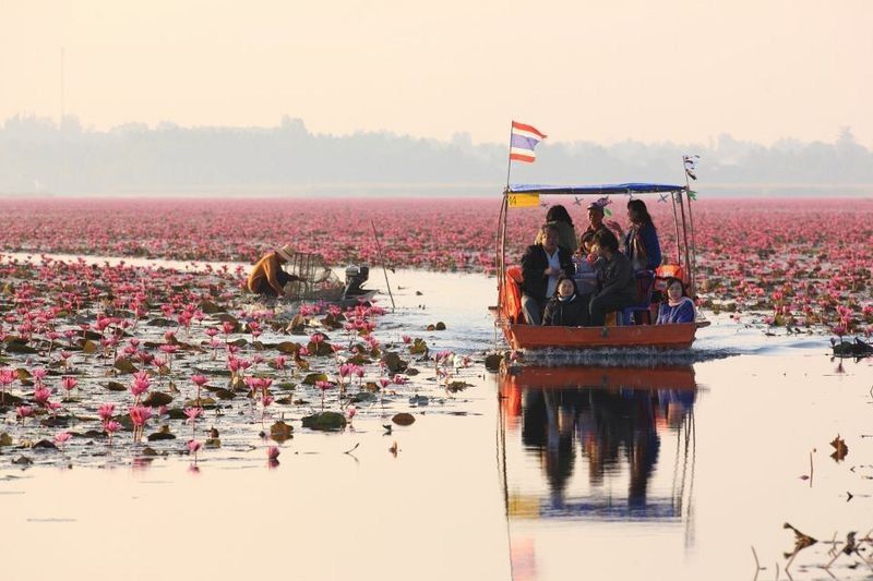 Boat-on-the-Red-Lotus-Sea-in-Udon-Thani-Thiland.jpg