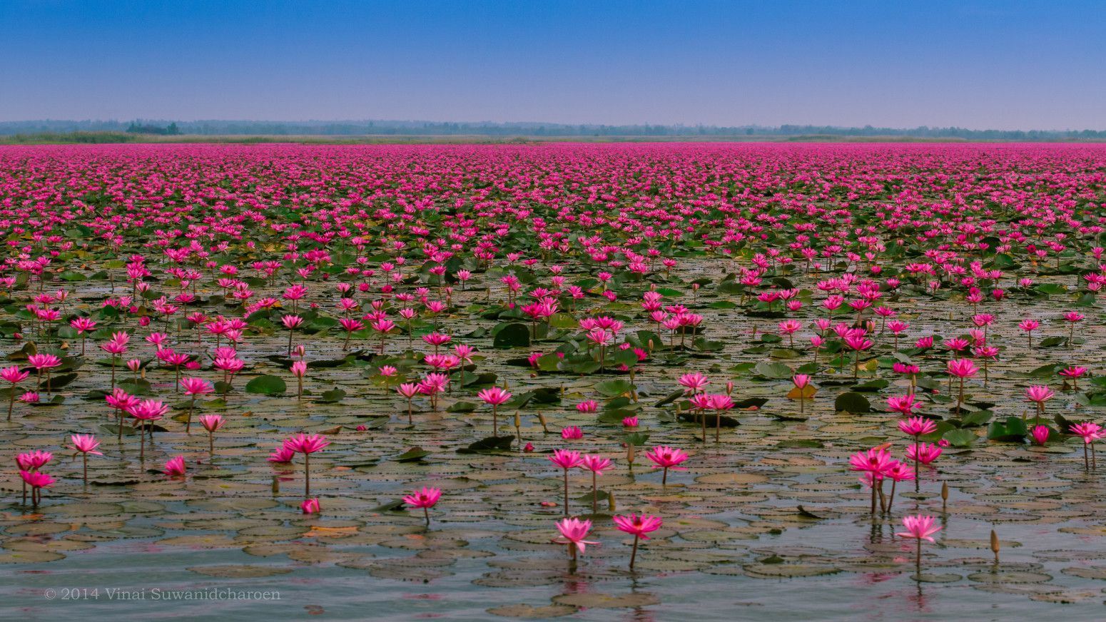 Red-Lotus-Lake-Kumphawapi.jpg