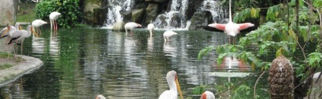 Kuala-Lumpur-Bird-Park-800x198.jpg