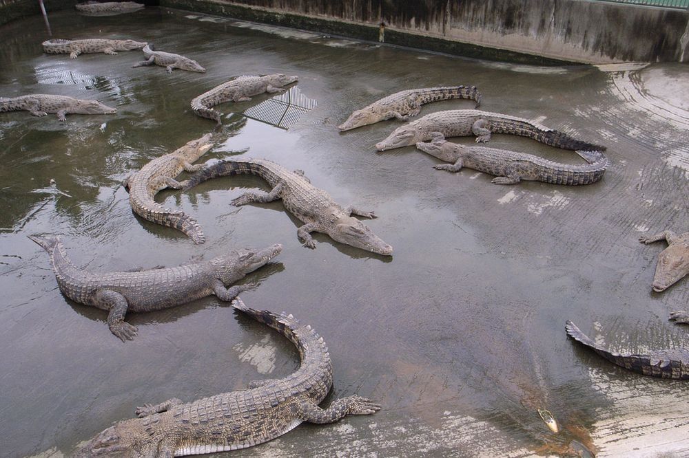 as-Crocodile-Hell-is-home-to-a-large-number-of-crocodiles-that-are-bred-and-kept-on-the-grounds..jpg