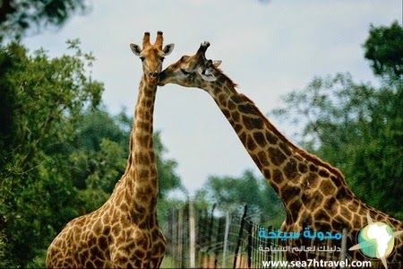 Giraffes-in-Shanghai-Wild-Animal-Park.jpg