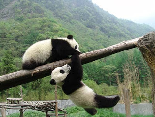 Chengdu+Panda+Breeding+and+Research+Center.jpg