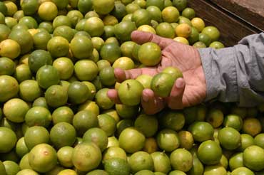 san-domingo-fruits.jpg