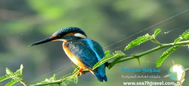 Patna-Bird-Sanctuary-up.jpg