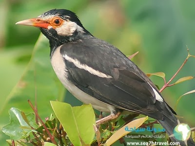 pied-myna_400_300.jpg