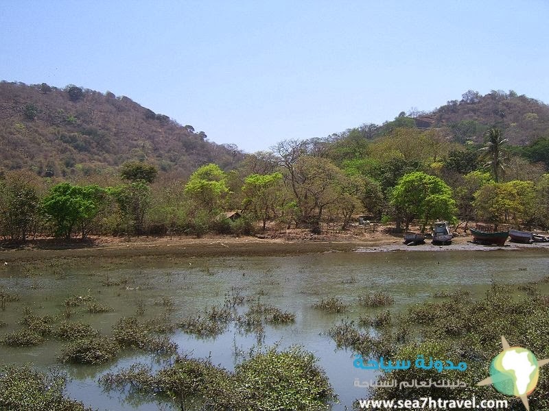 800px-India-Elephanta-Trees.jpg