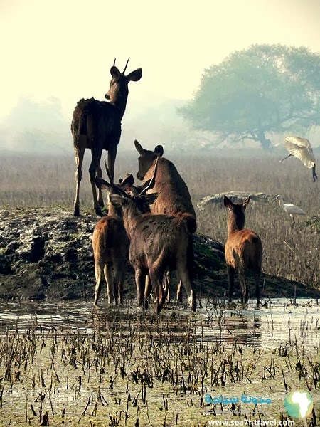 ht_at_Keoladeo_Ghana_National_Park_Bharatpur_India.jpg