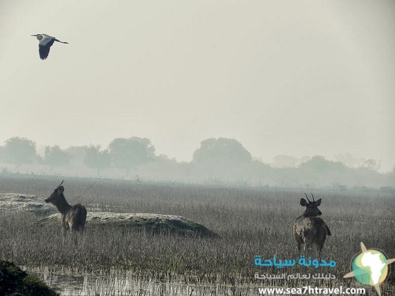 o_Ghana_National_Park,_Bharatpur,_Rajasthan,_India.jpg