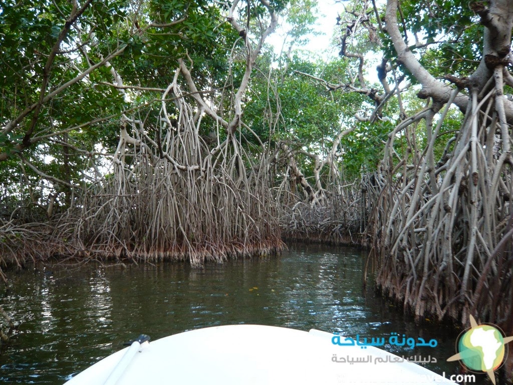 mangrove-forest-1024x768.jpg