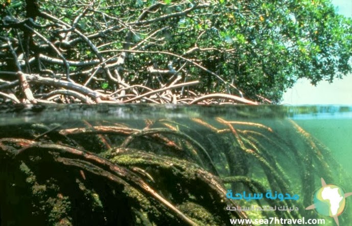 Mangroves.jpg