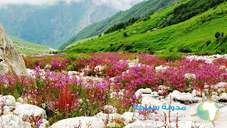 Valley-of-Flowers.jpg