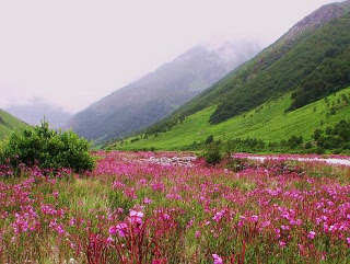 Valley+of+Flowers+India.jpg