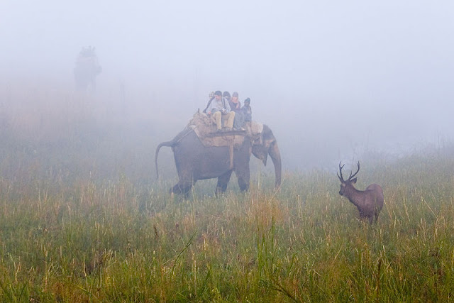 corbett-national-park.jpg