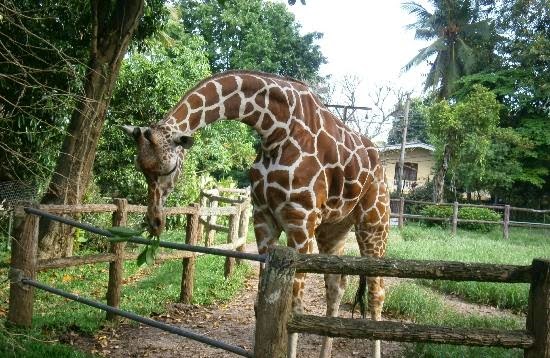 dehiwala-zoo.jpg