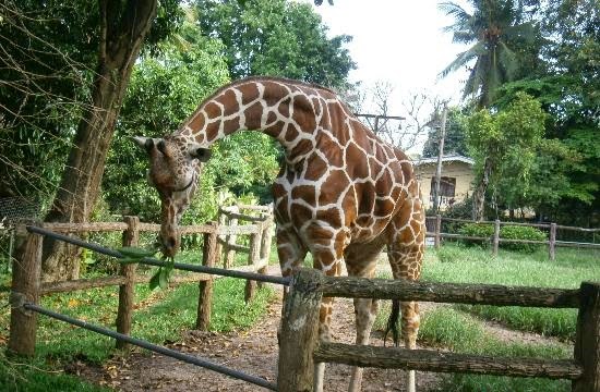 dehiwala-zoo.jpg