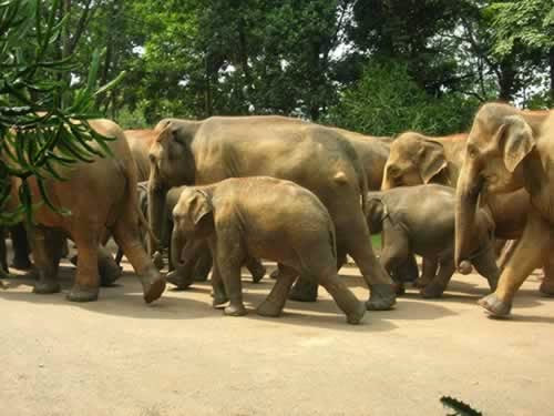 elephants+in+sri+lanka.jpg