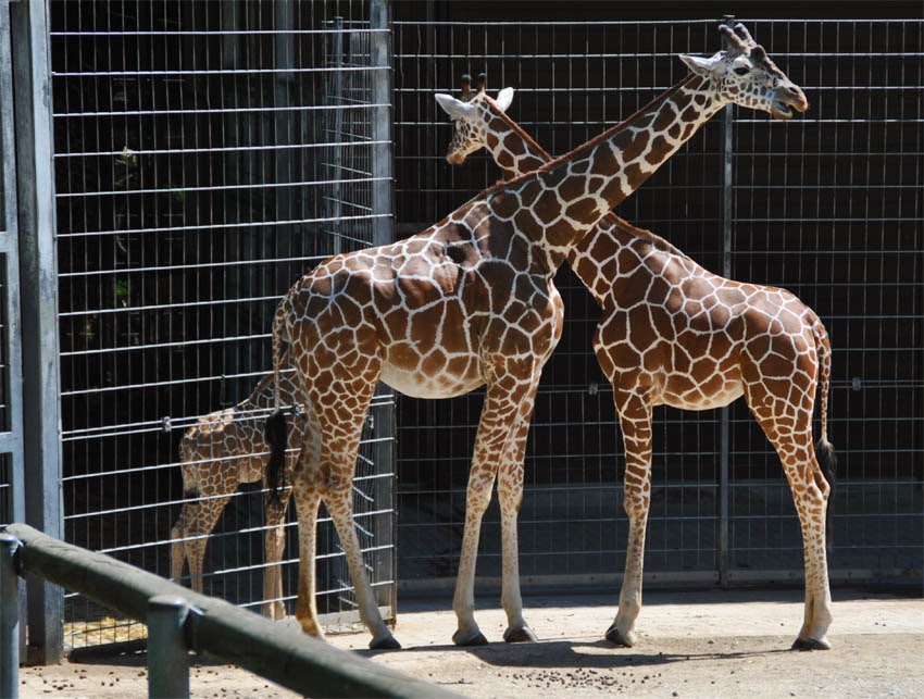 Wilhelma_Zoo_Stuttgart_2011_22.jpg