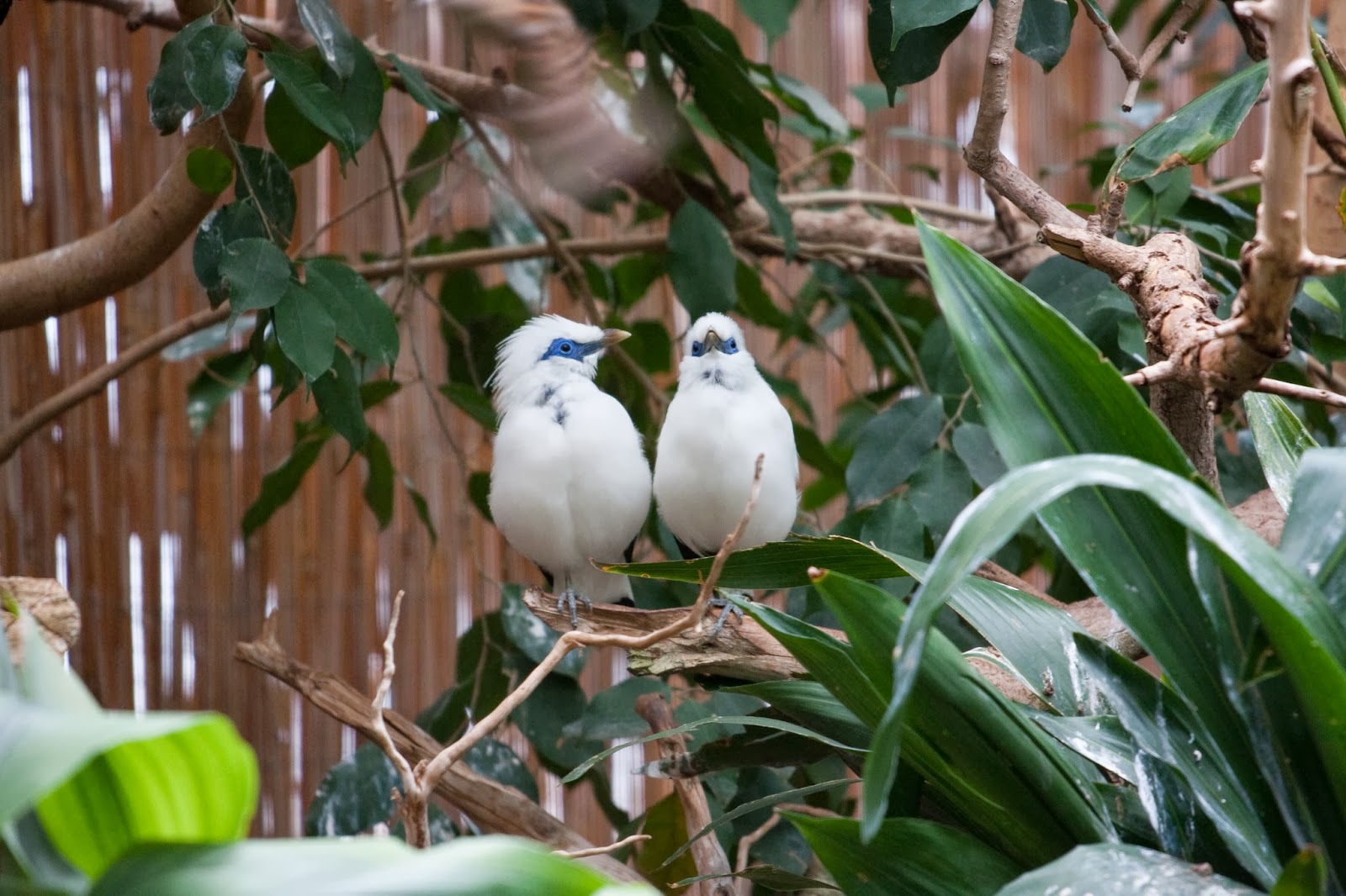 hildi_-Wilhelma_Zoo%252C_Stuttgart%252C_Germany-8a.jpg