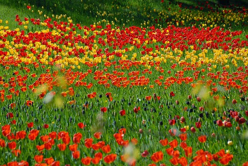 Tulipan-im-Britzer-Garten-berlin.jpg