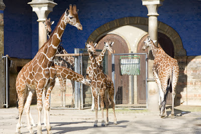 Berlin_Zoological_Garden_Germany_Tourism.jpg