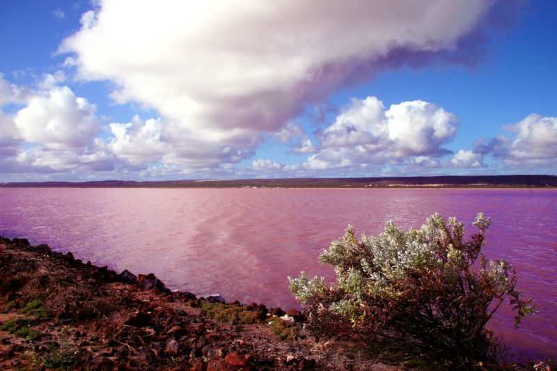 Pink%20Lake%20-%20Western%20Australia%2004.jpg