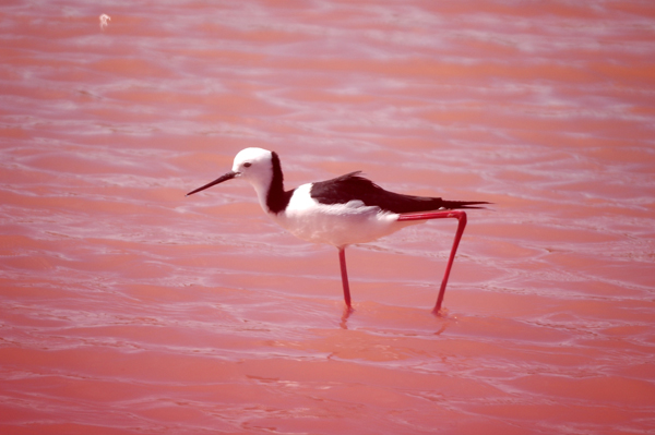 Australian%20Stilt%20in%20pink%20lake.jpg