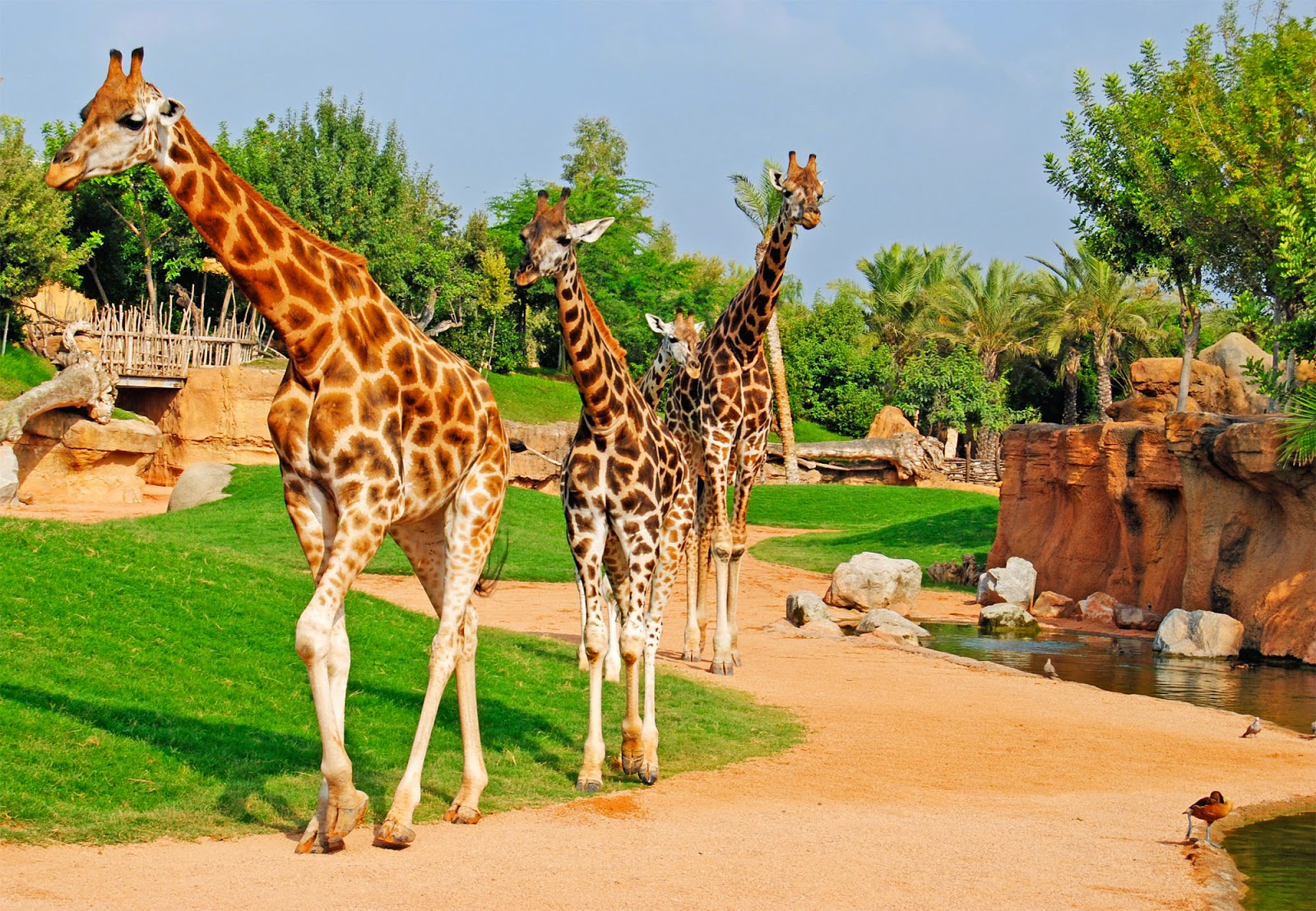 Valencia_Bioparc_copertina.jpg