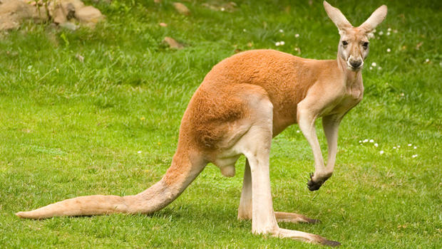 red_kangaroo.jpg