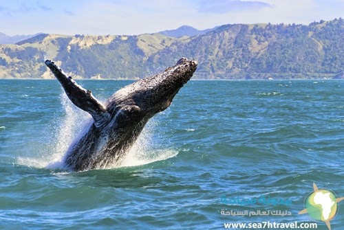 Humpback-Whale.jpg