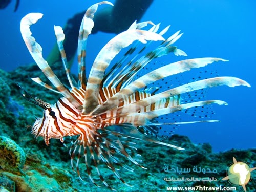 Great-Barrier-Reef-Lionfish.jpg